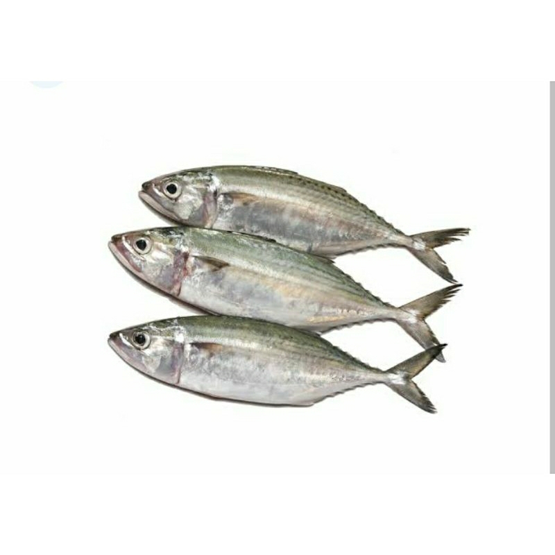 

Ikan banjar/Kembung