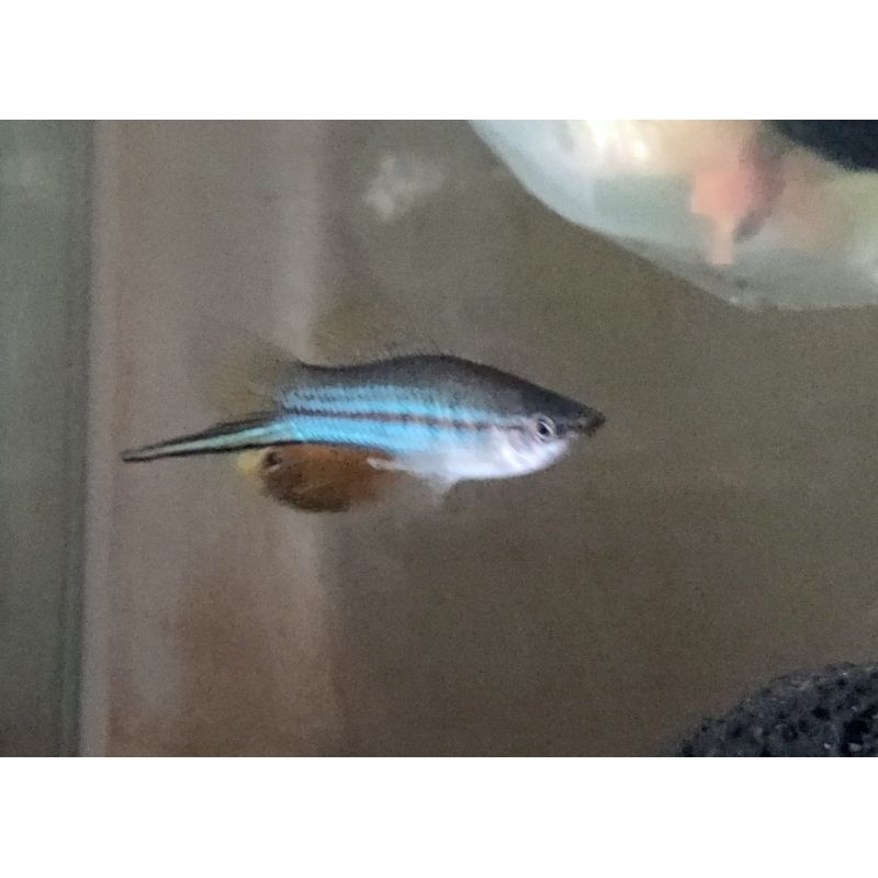 

Ikan Hias sedaker ekor pedang