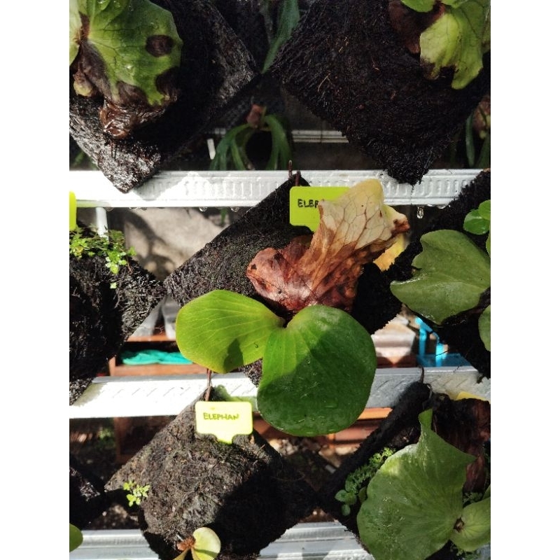 platycerium elephantotis