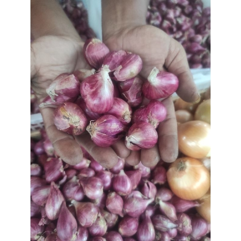 

Bawang Merah Brebes Jumbo dan Bawang Putih