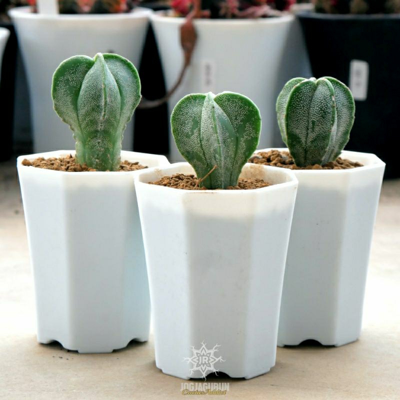 Astrophytum Myriostigma