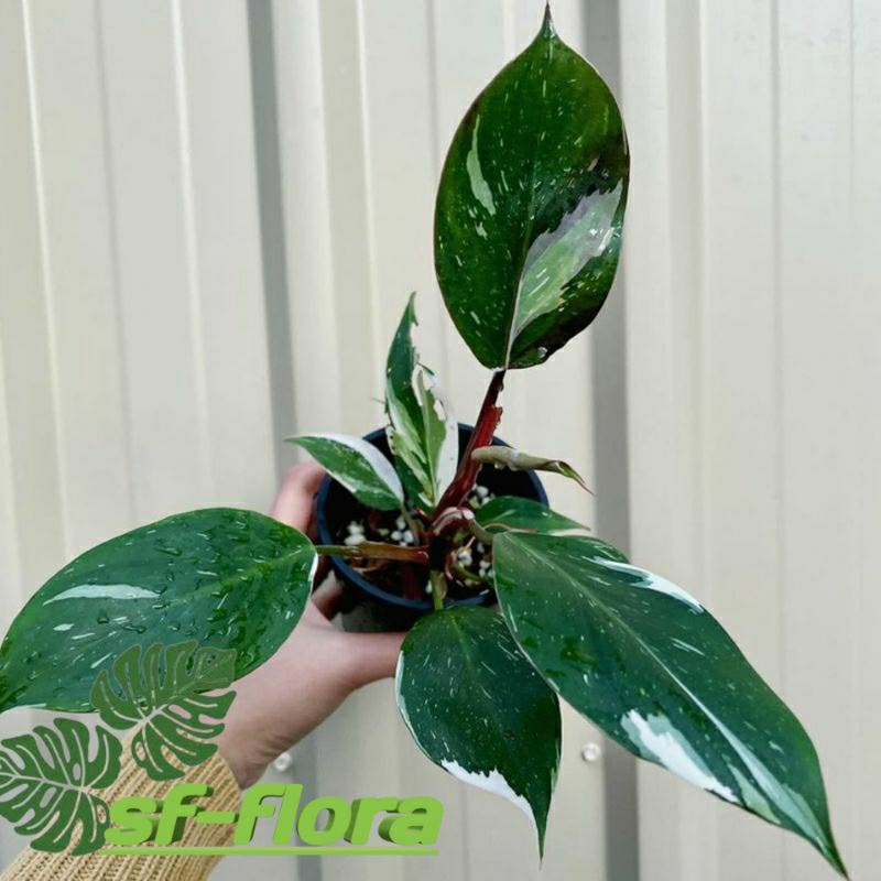 Philodendron  white knight-Tanaman Hias Philodendron white knight