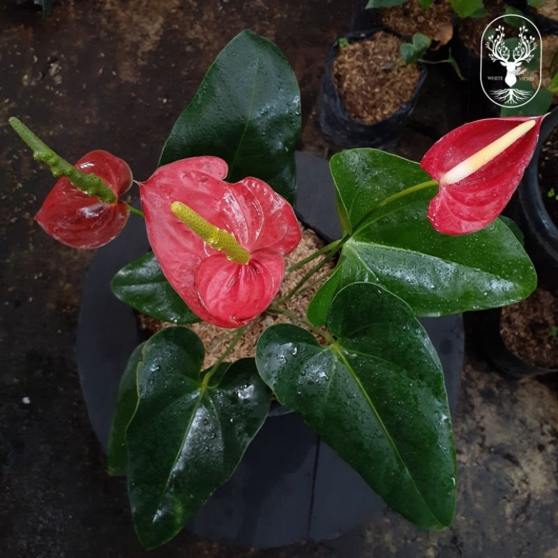 Tanaman Hias Bunga Anthurium Mickey Mouse Tumpuk (SUDAH BERBUNGA)