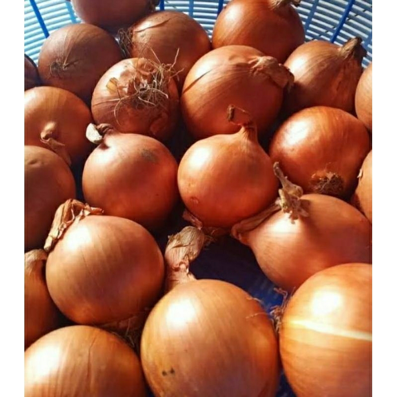 

bawang bombai bersih super 1kg