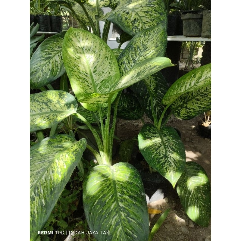 tanaman hias diven garuda dewasa murah -diven garuda