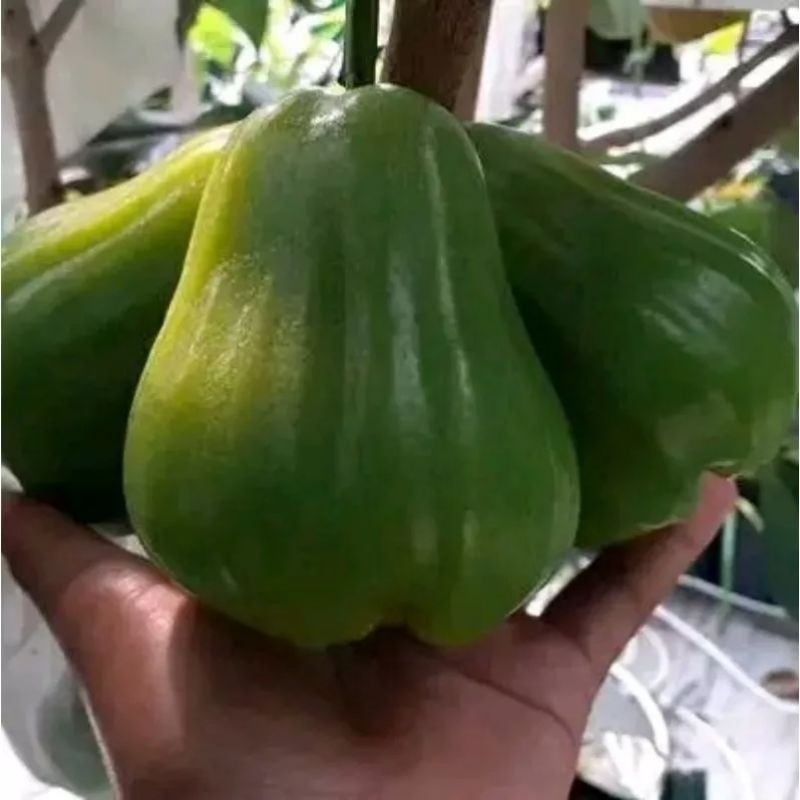 

Bibit Jambu Air Green Giant / Buto Ijo Batang Besar Hasil Okulasi Buatan Sendiri