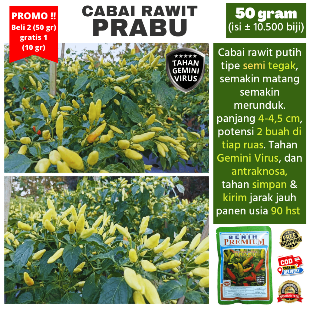 (BELI 2 GRATIS 1) Benih Bibit Cabai Rawit PRABU Tahan Virus 50 gram (± 10.500 biji) | Setipe Cabe OR
