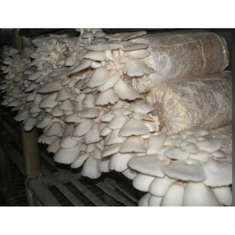 

JAMUR TIRAM 250GRAM FRESH