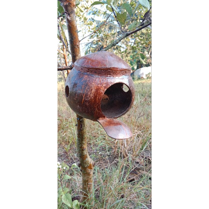 Glodok BURUNG Batok Kelapa Lovebird