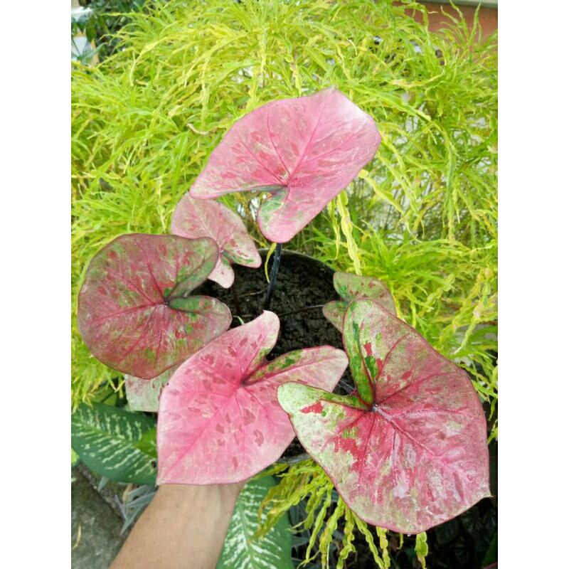 Caladium/Keladi Raspberry Moon
