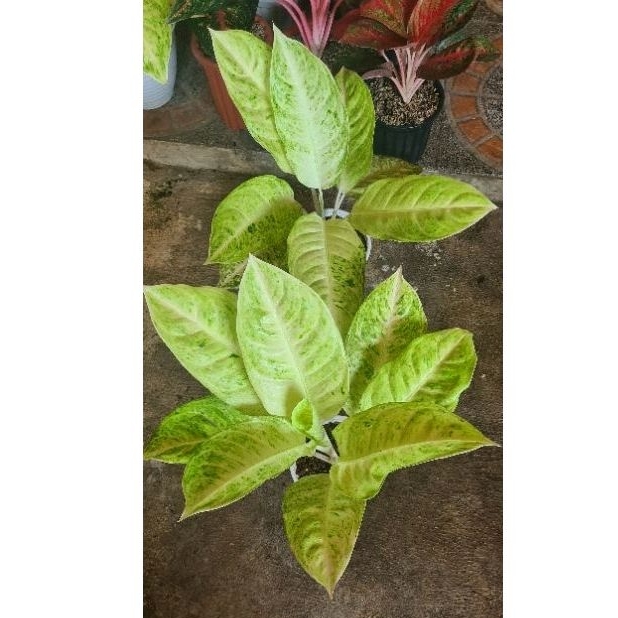 Aglonema Big Roy size jumbo