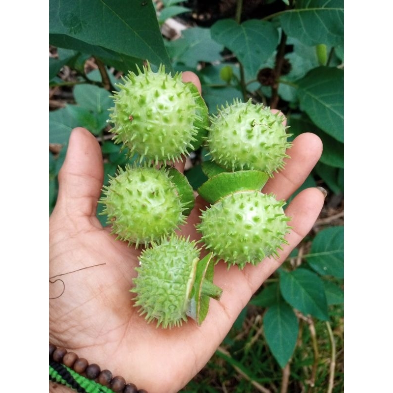 

BUAH KECUBUNG WULUNG SEGAR