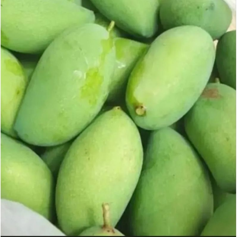 

Mangga Muda