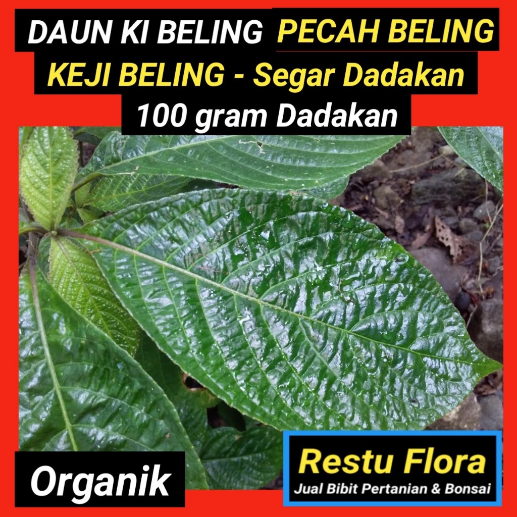 

Daun Ki Beling, Pecah Beling, Keji Beling, Segar Organik 100gram