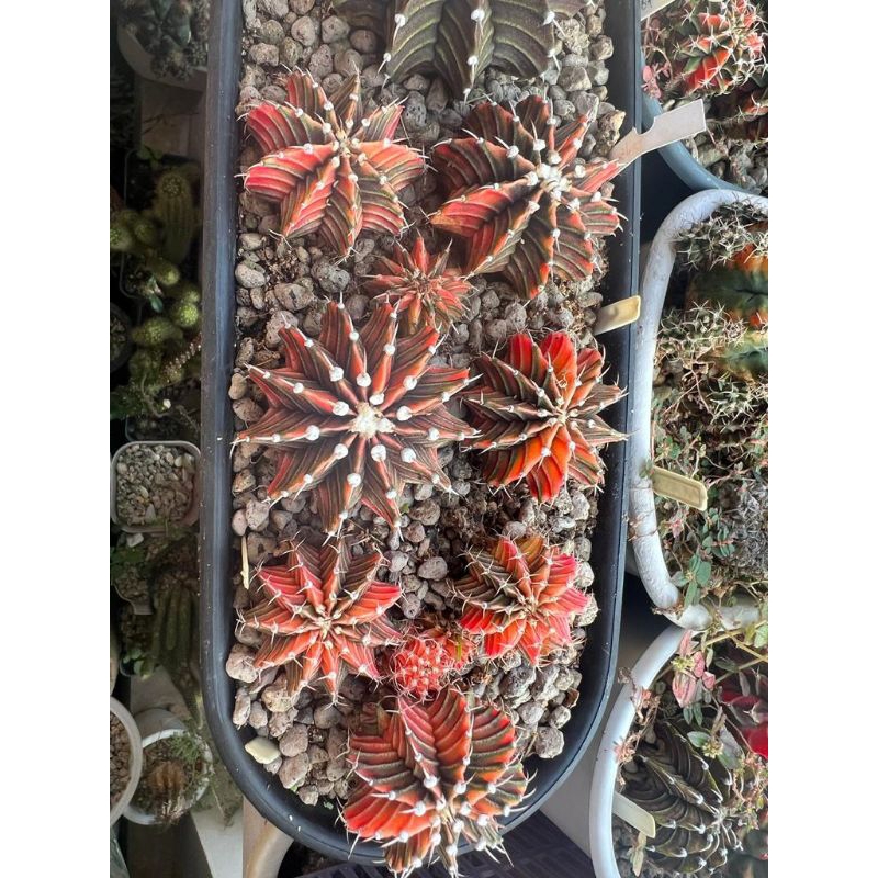 Kaktus Mini/MIHANOVICHII LB hybrid Varigata