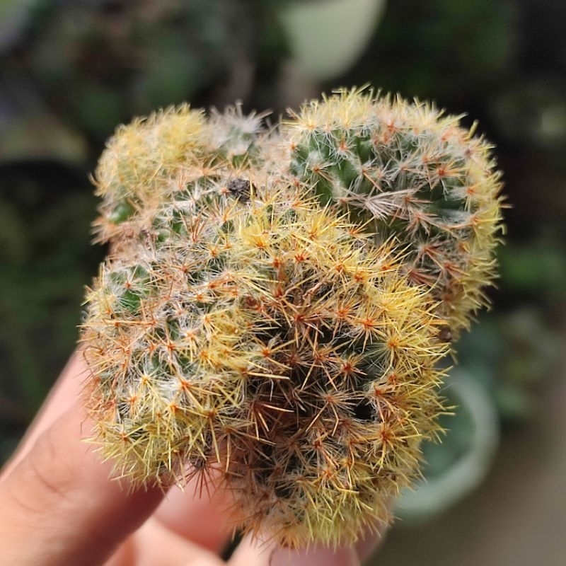 Kaktus Mammillaria Prolifera Cristata Crested Ownroot Unik