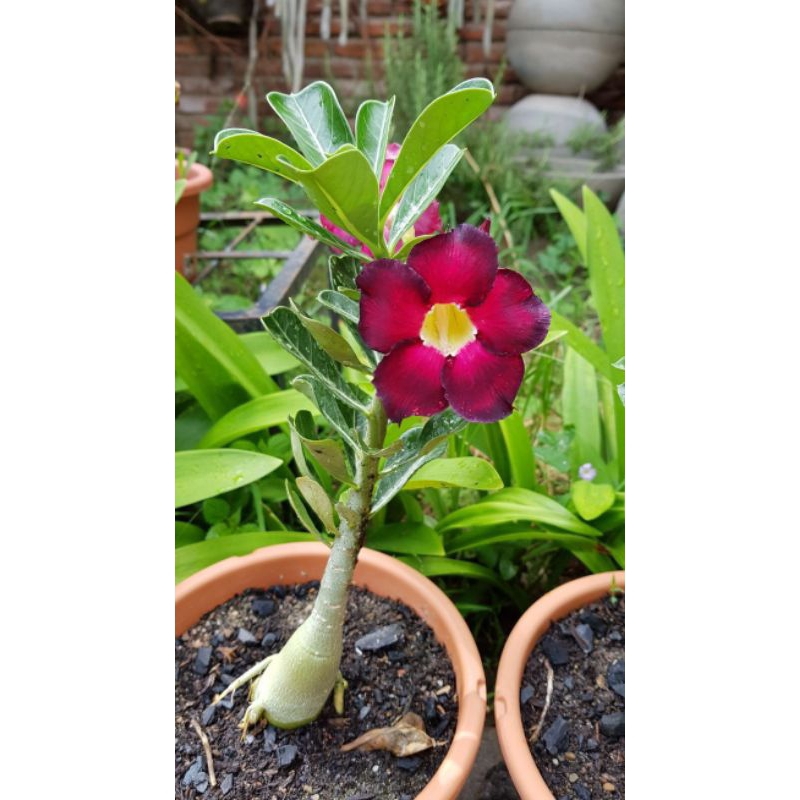Bunga Adenium Biji Benih Maron