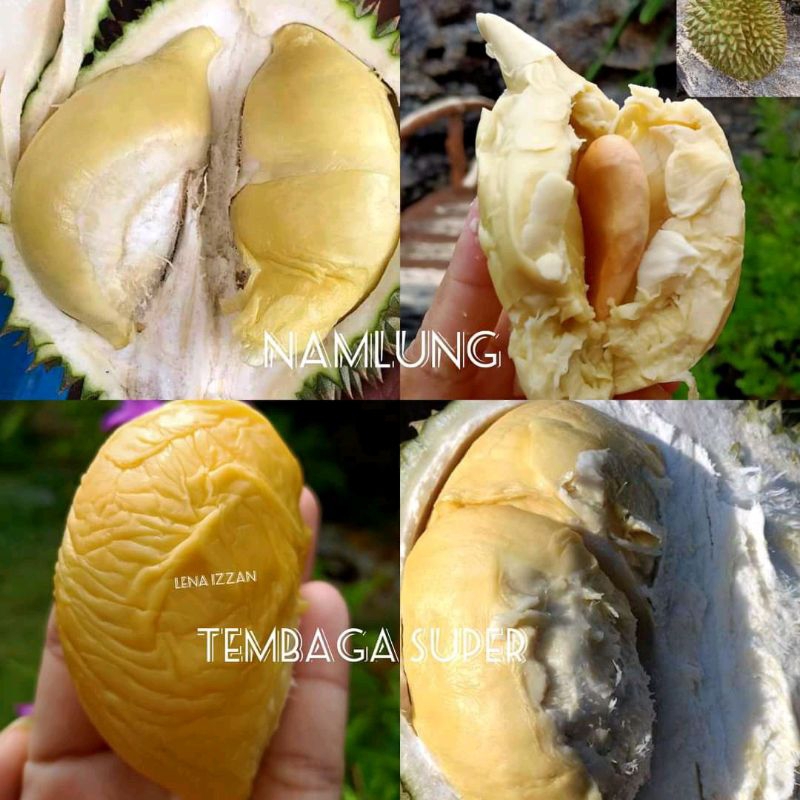 bibit tanaman durian super tembaga asli okulasi