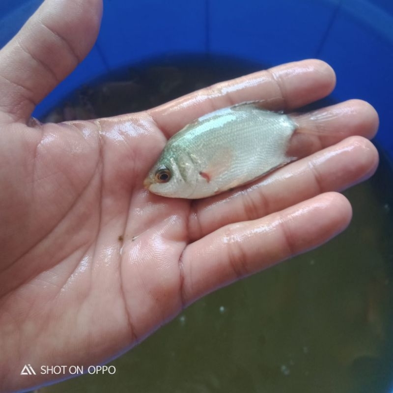 Bibit ikan tembakang ukuran korek kayu murah berkualitas