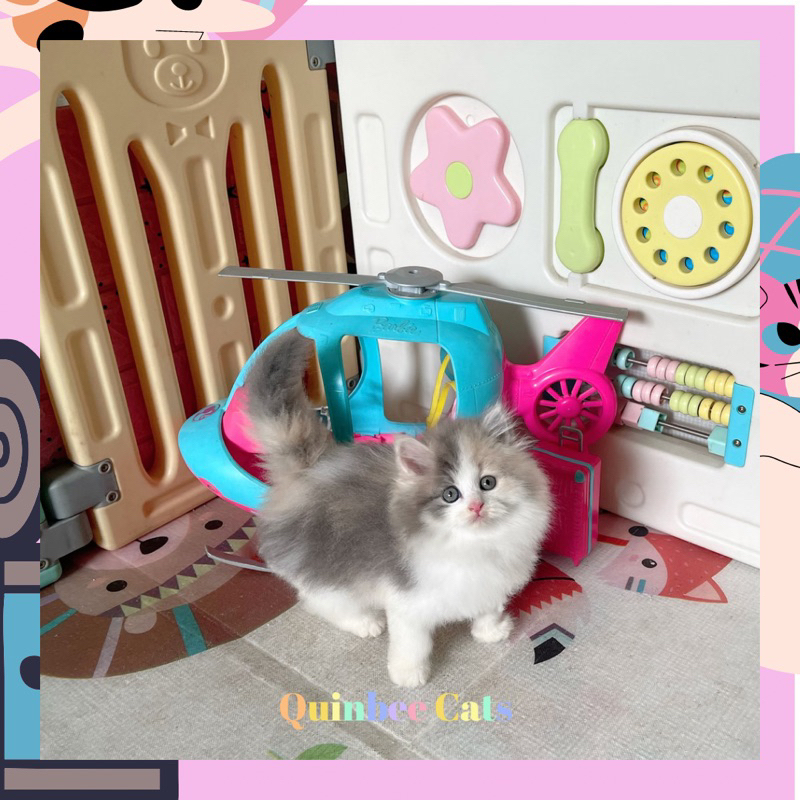 Kucing Persia Flatnose betina Dilute Calico