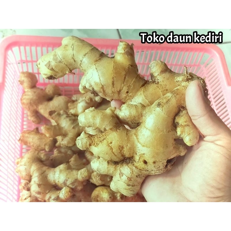 

Jahe gajah super besar pilihan 1kg