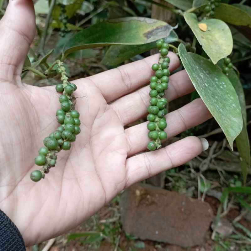 

lada segar 100 GRM lada fresh langsung petik