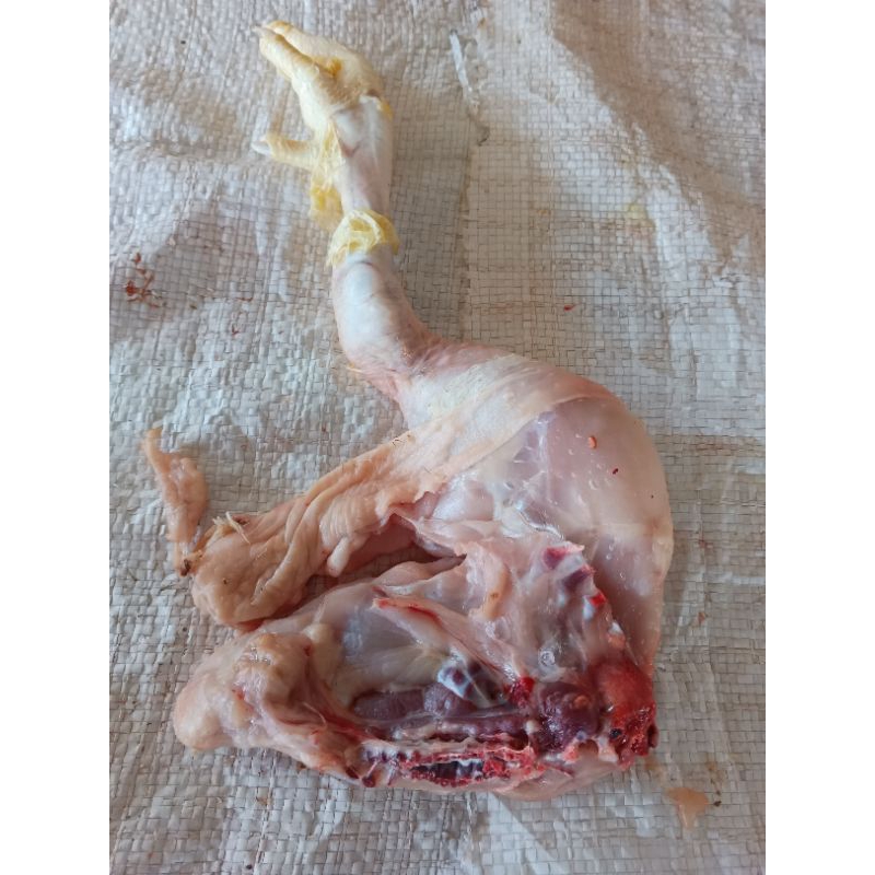 

paha ayam