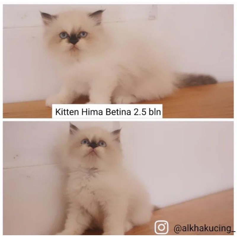 kucing persia himalaya