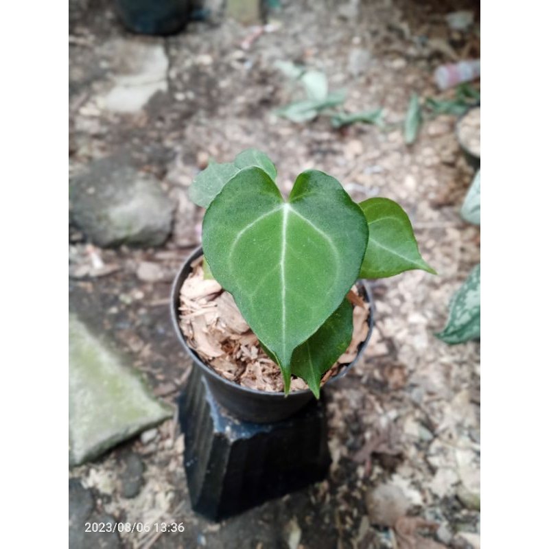 tanaman kuping gajah tarantula