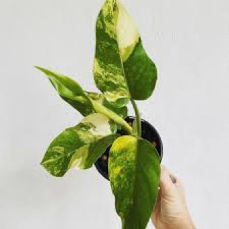 Tanaman hias philodendron Domesticum variegata