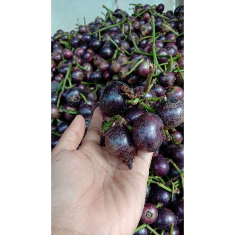 

Kupa Gowok buah langka(Musiman)500 gram