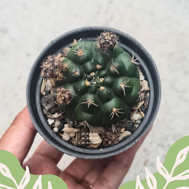 Gymnocalycium Purple ' Gymno Damsii Ungu ' ownroot kaktus sukulen tanaman hidup