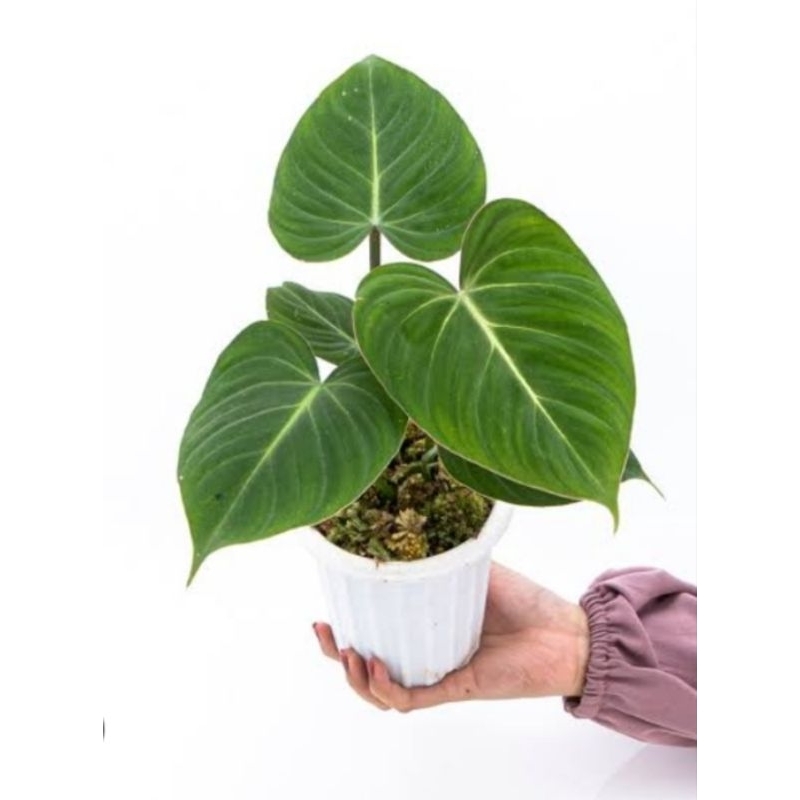 tanaman hias gloriosum daun jumbo