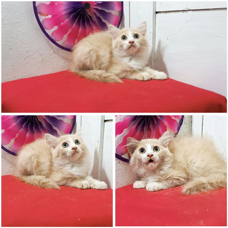 Kucing Persia  Mainecoon Oren Cream |Free ongkir & Keranjang