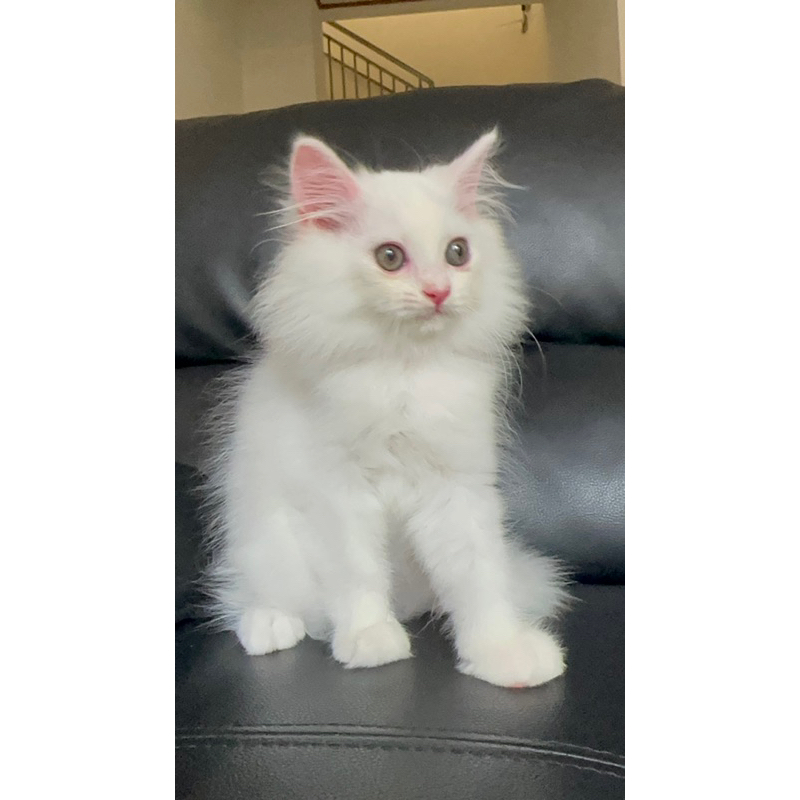 kucing kitten persia mix mainecoon white solid jantan