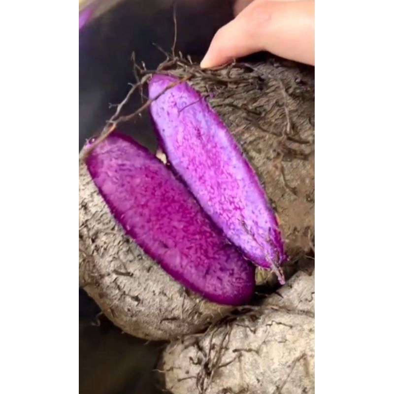 

Umbi uwi ungu / Umbi uwi putih / fresh mentah 1kg