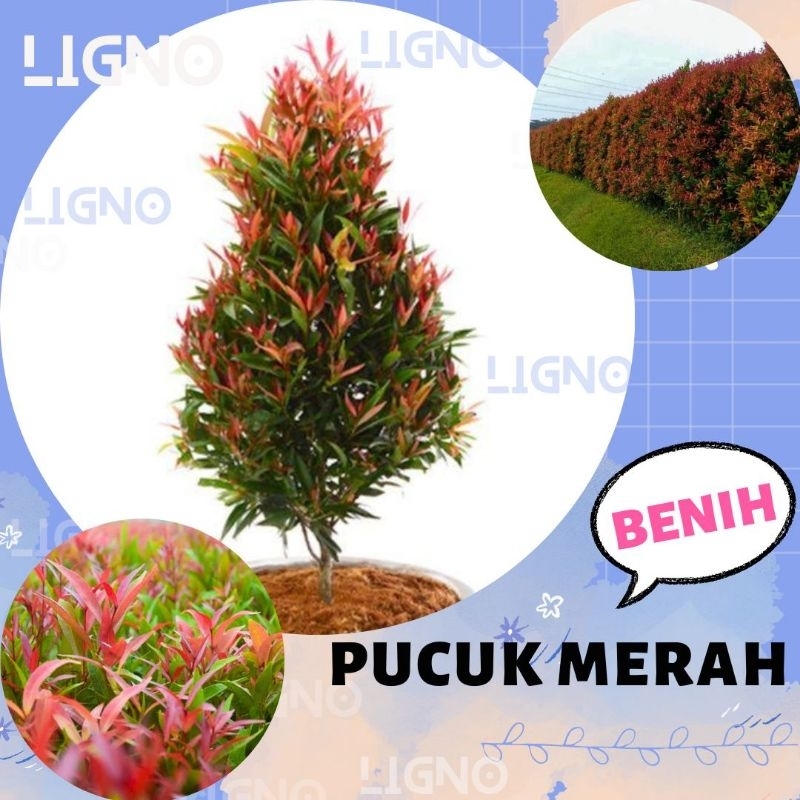 Benih PUCUK MERAH Biji Tanaman