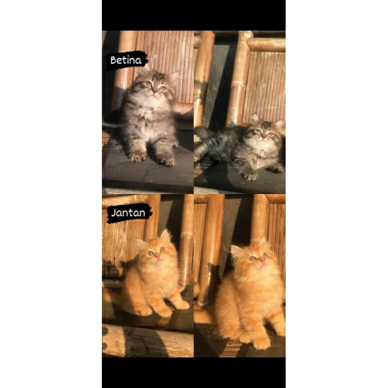 Kucing kitten Persia super gembul