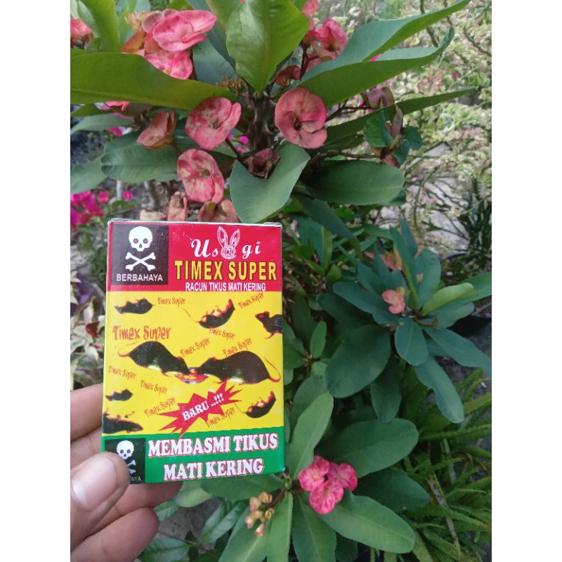 timex racun tikus 10 pcs