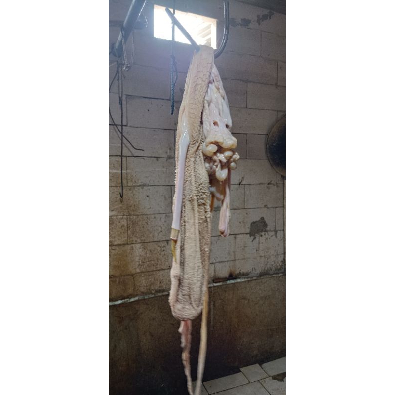 

Jeroan Babat Usus Kambing 1Kg