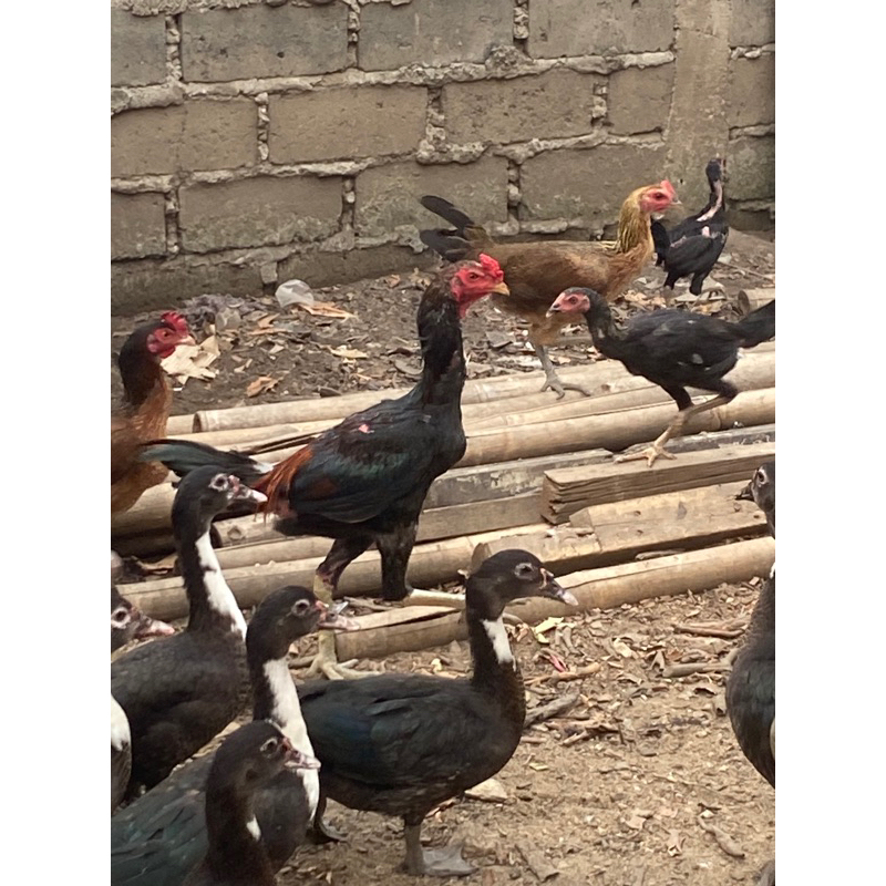 

Ayam Kampung - Ternak sendiri