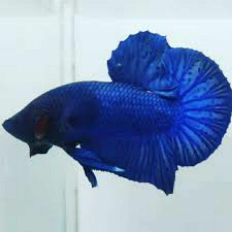 cupang plakat biru /blue royal hiasan aquarium