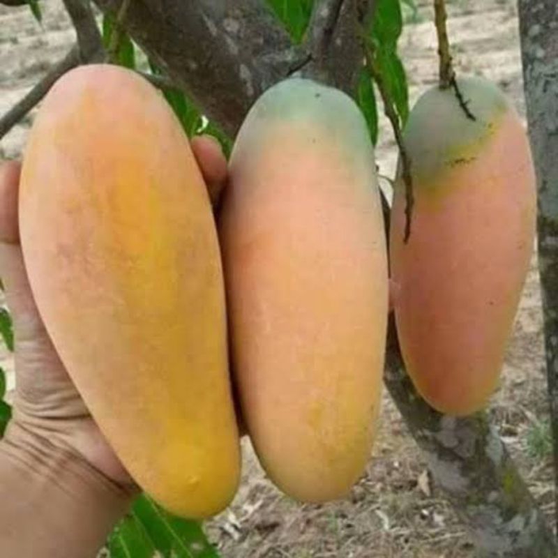 Pohon Mangga Cokanan Bibit Pohon Mangga Cokanan