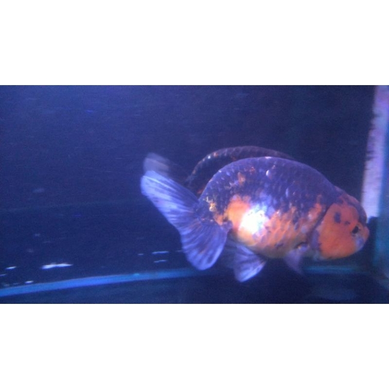 Ranchu