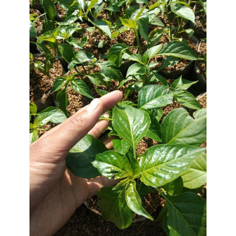 Tanaman cabai rawit merah/cengek domba/cabai setan