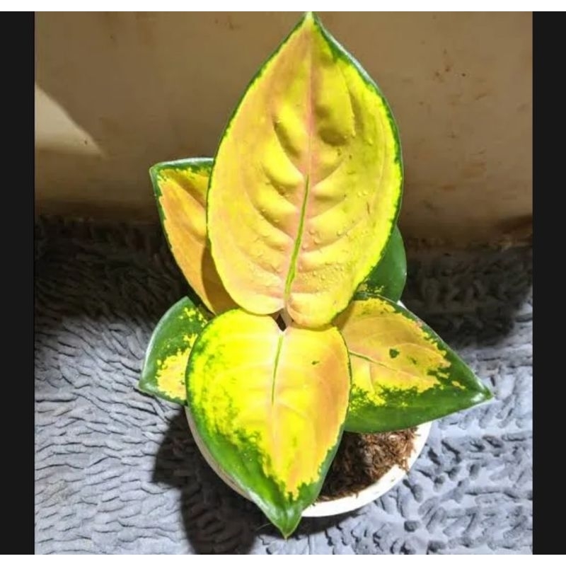 Aglonema Sultan Brunei -Aglaonema sultan Brunai asli
