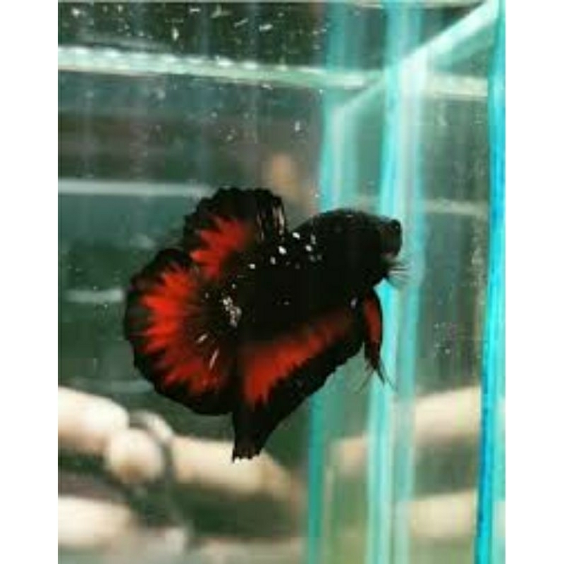 asiatica ws dan rs tersedia