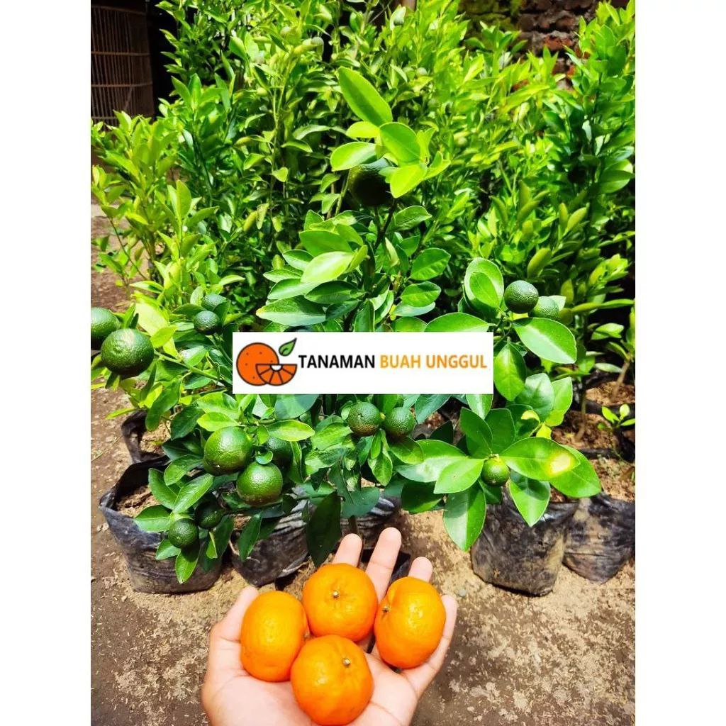 Bibit Jeruk Santang Madu 1 Meter Sudah Berbuah Super