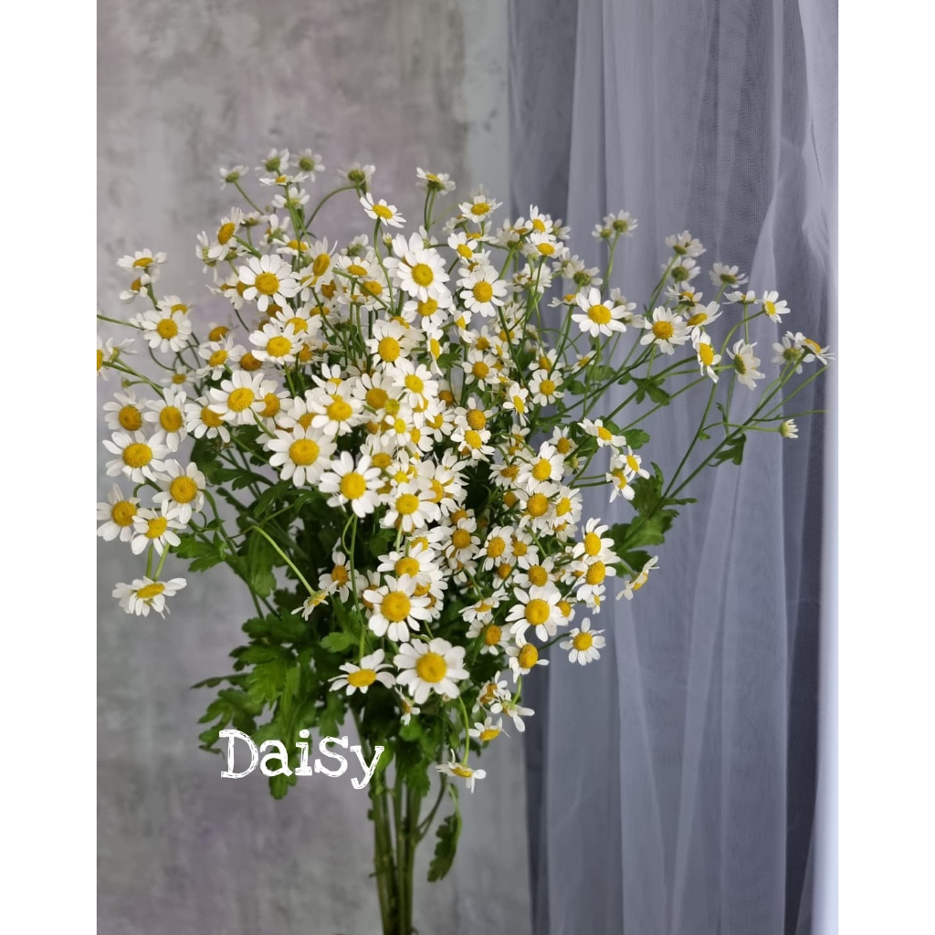 Bunga Potong Daisy Import Fresh Flower Dekorasi Bunga Hias