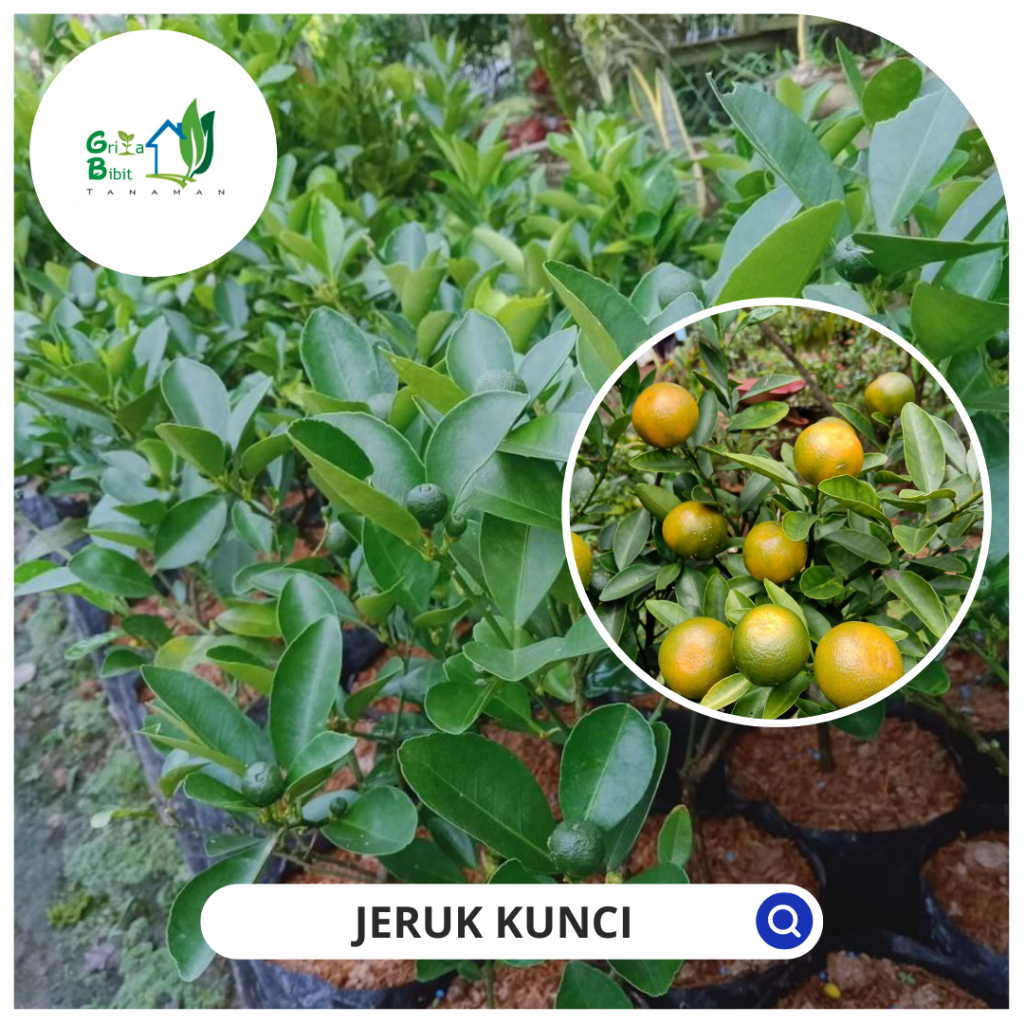 BIBIT JERUK KUNCI - BIBIT JERUK LEMON CUI - BIBIT JERUK KASTURI - BIBIT JERUK KALAMANSI - BIBIT JERU